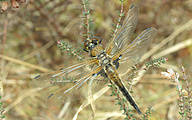 Four-spotted Chaser (Male, Libellula quadrimaculata)